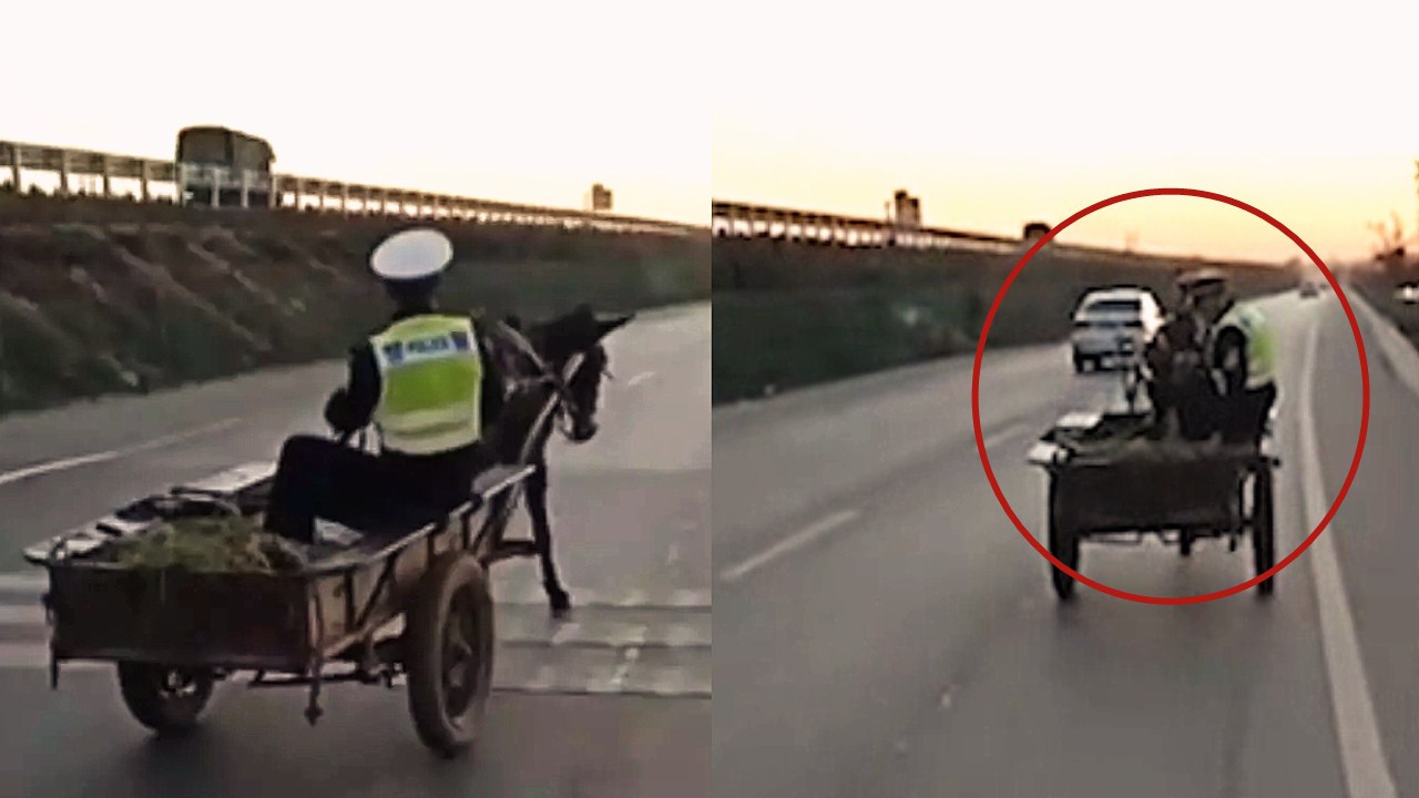 实拍：马儿受惊闹市狂奔 交警变身“套马的汉子”熟练赶马车