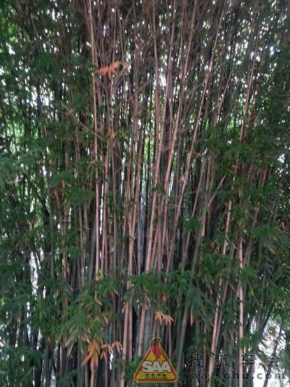 十一湖北荆门京山2日游-重生之旅_东风风神