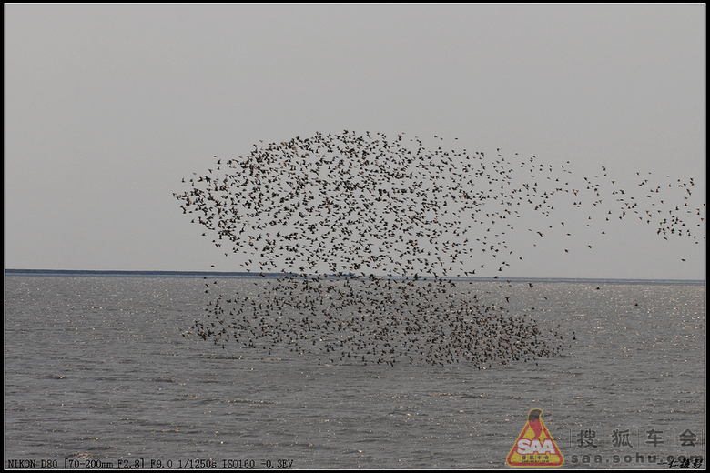 小城东港万鸟飞