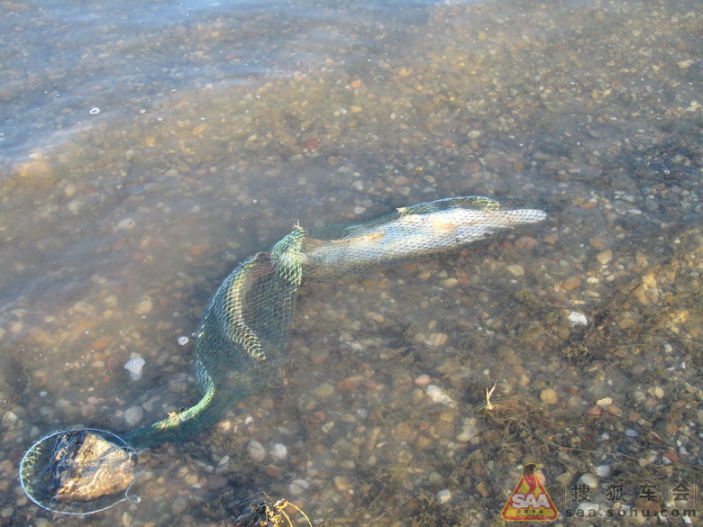 在阿勒泰钓 狗鱼  - 自驾游