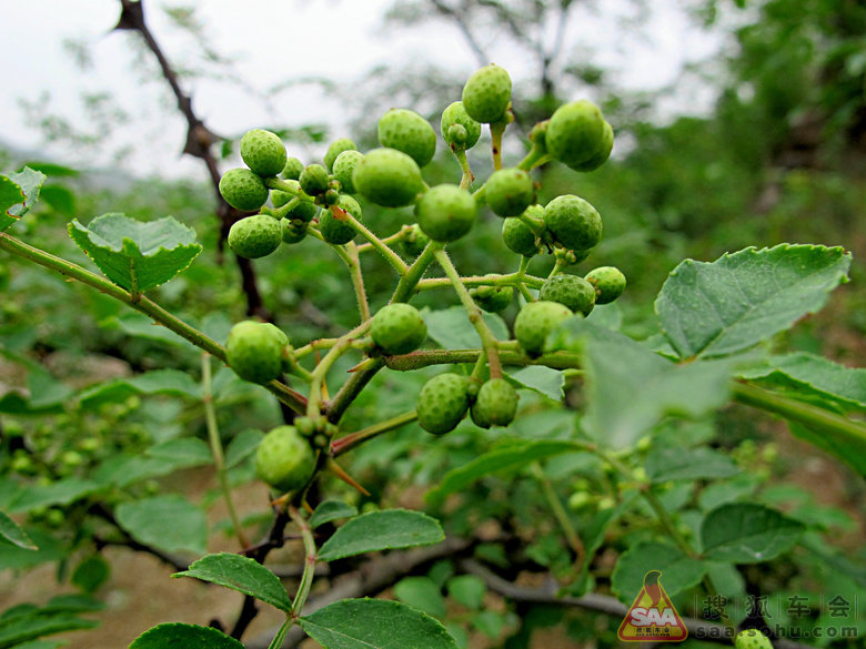 【分享春天】赞美春天_汽车与武器装备
