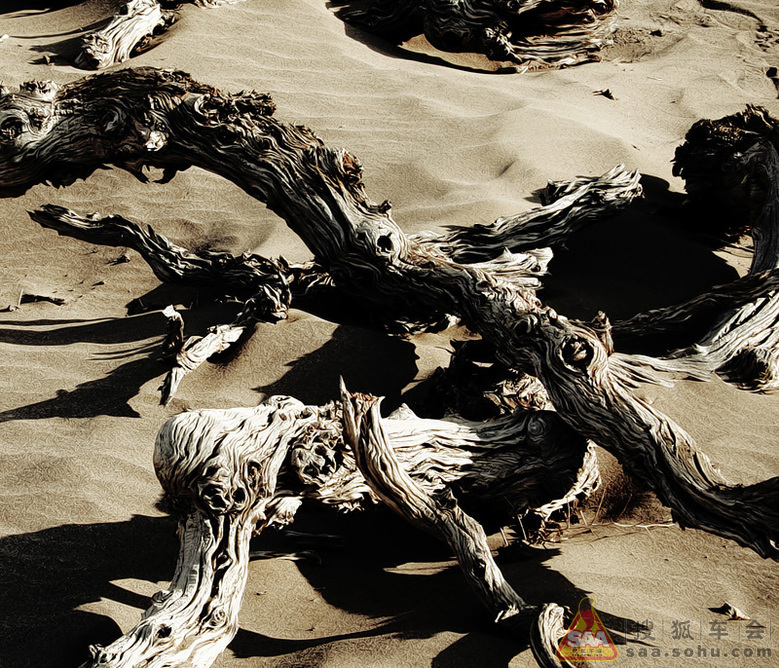 【大西北自驾游记】--内蒙额济纳怪树林_北京