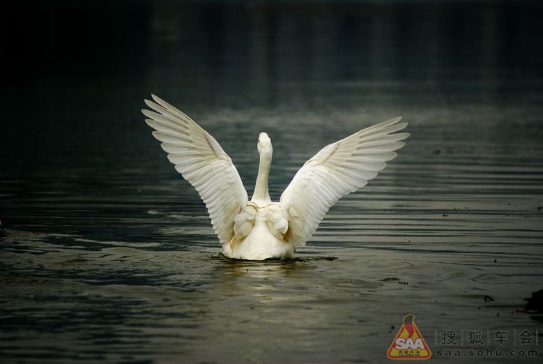 鹅鹅鹅曲项向天歌歌曲的意思 Img2478108_780.jpg