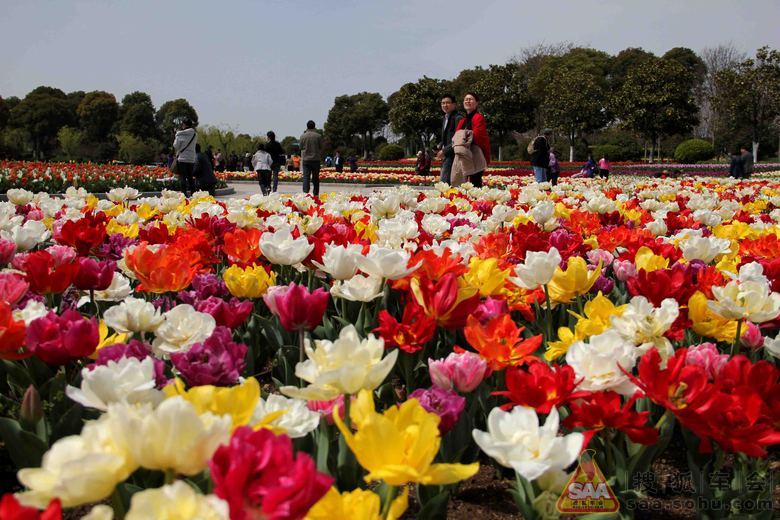 五一上海鲜花港_五一劳动节手抄报_五一劳动节劳动图片