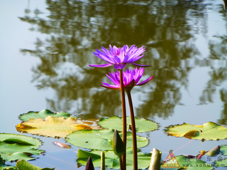 昼舒夜卷睡美人
