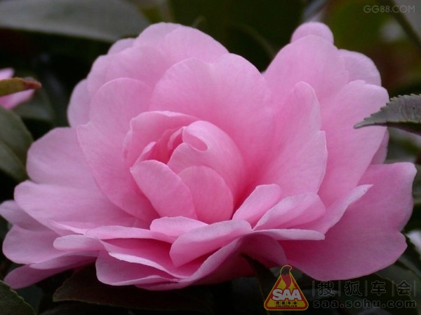 看图识花!_汽车60部队