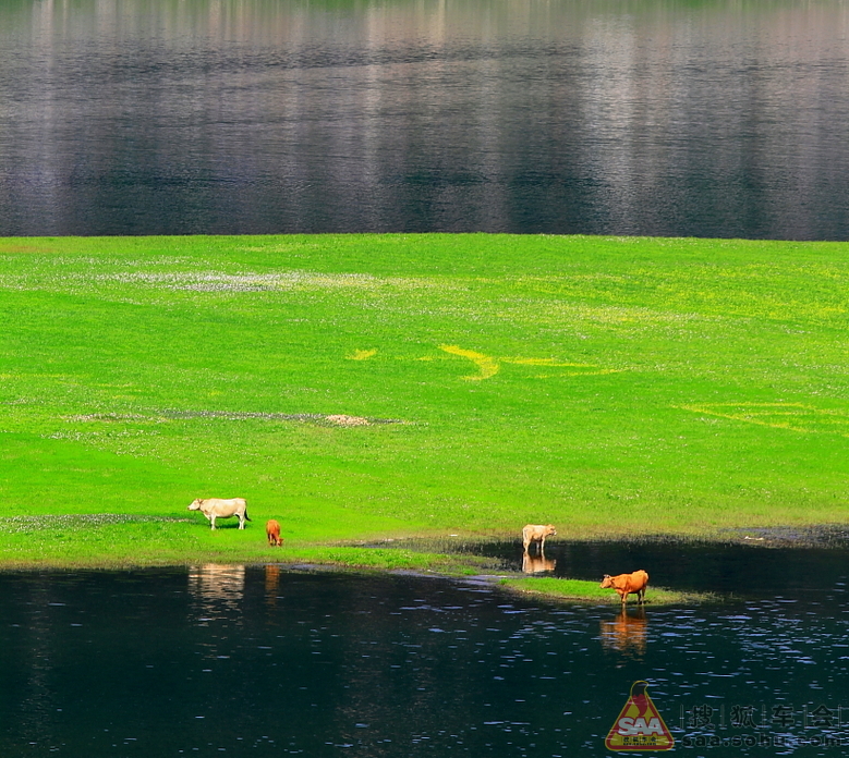 自驾再游绿江村,只为江中油菜花那一抹黄