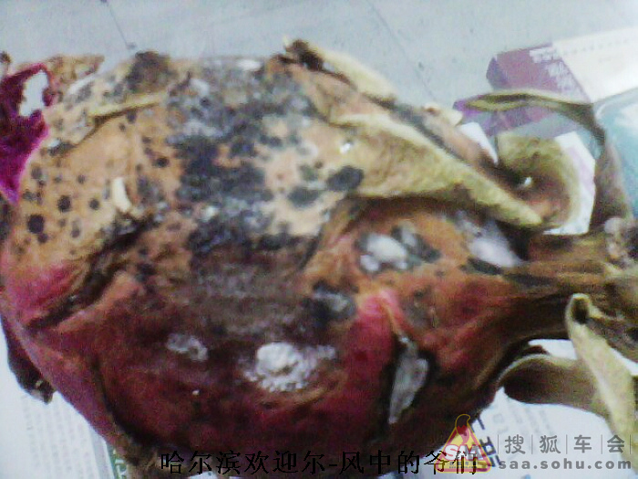 Img6834816_780.jpg
