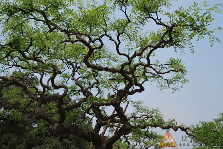 寻找歪脖树