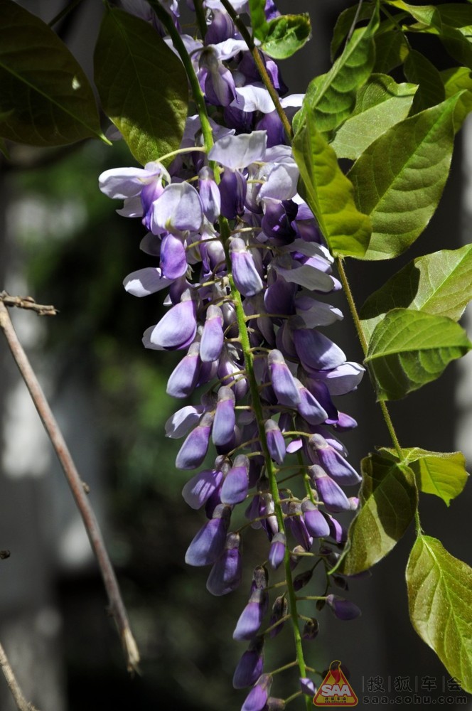 2013年7月1日打卡庆祝党的生日_英伦汽车俱乐