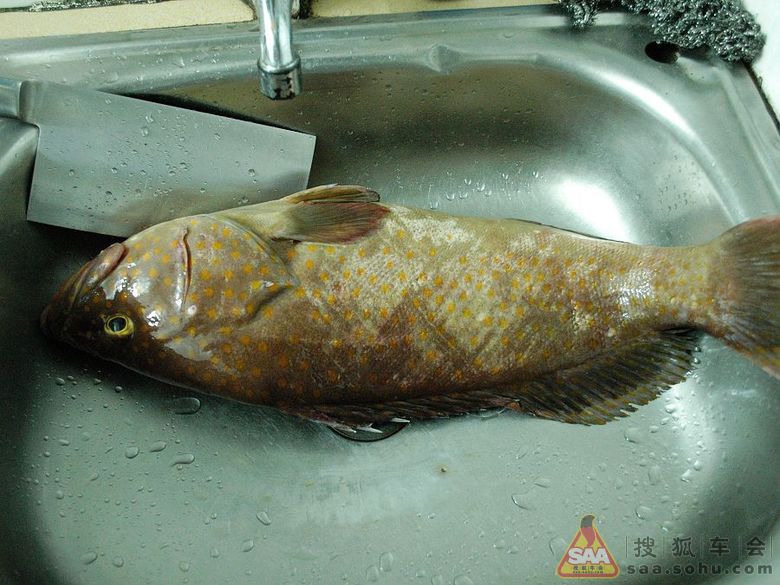 鱼多久不吃饭会被饿死 Img1250728_780.jpg