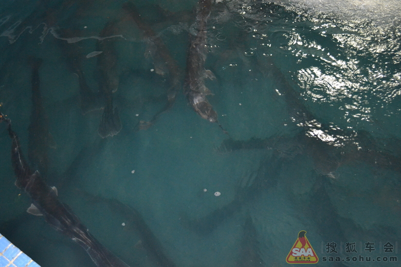 兴之所至之&深圳奔驰C级车主群&香蜜湖吃鸭