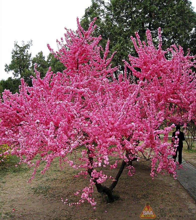 每逢三月桃花开时,山下水边,红霞万点,一派盎然春意,美不胜收,过往游