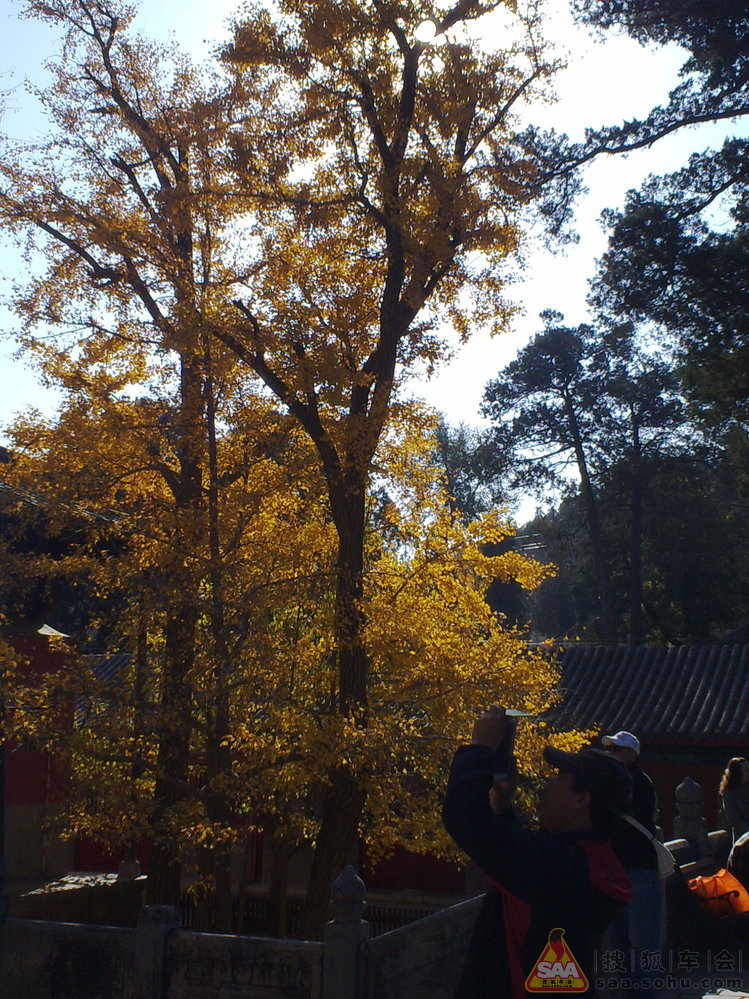 周三不收门票的大觉寺之游(手机版)_汽车60部