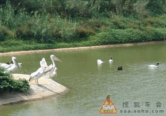儿童节一家三口自驾游香江动物园