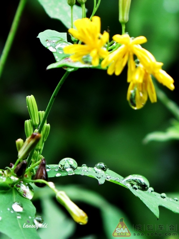 【焦圈社】怀柔二日游--随拍_凯越-凯旋越队