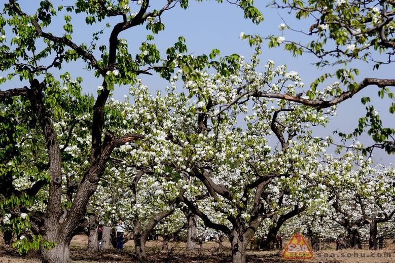 [大兴赏梨花]之梨树_别克俱乐部