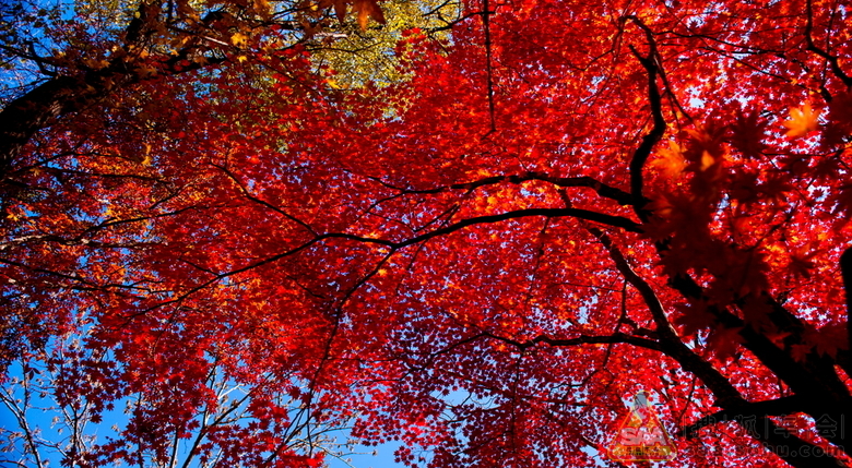 忽悠一游 -- 辽宁本溪老边沟赏红叶_北京途安车