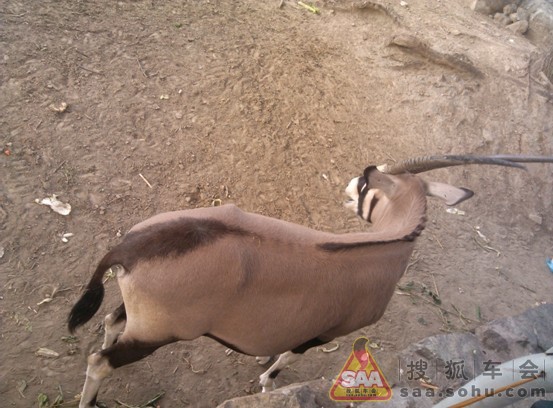 金九银十~~赏河马,犀牛,黄金蟒,野性十足啊!_长