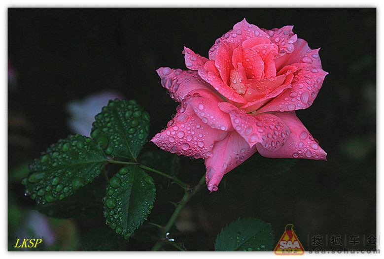 祝同学们:六.一儿童节快乐!_狐拍社_汽车论坛
