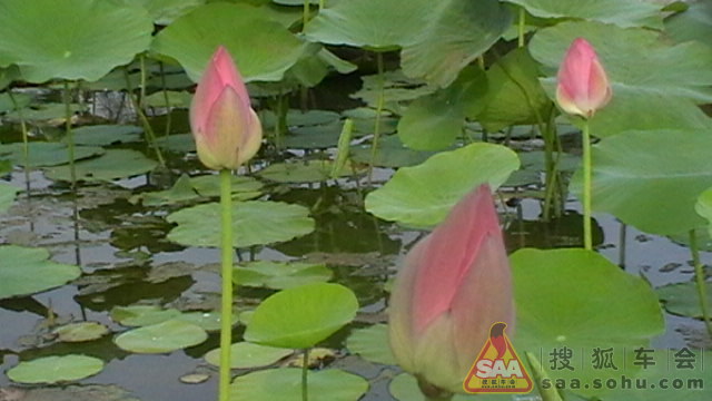 Img1585756_780.JPG