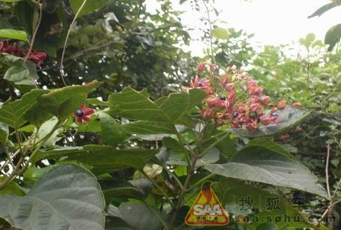 迟到的作业。索八提车。浙江南北湖游 - 索纳塔