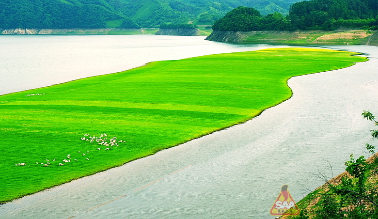 自驾再游绿江村,只为江中油菜花那一抹黄