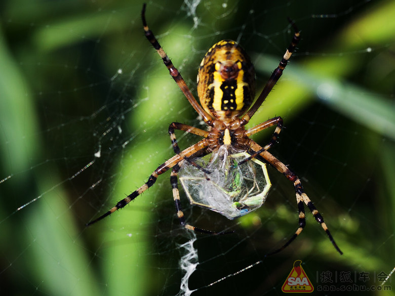 网猎王者--蜘蛛猎食全过程(微距)