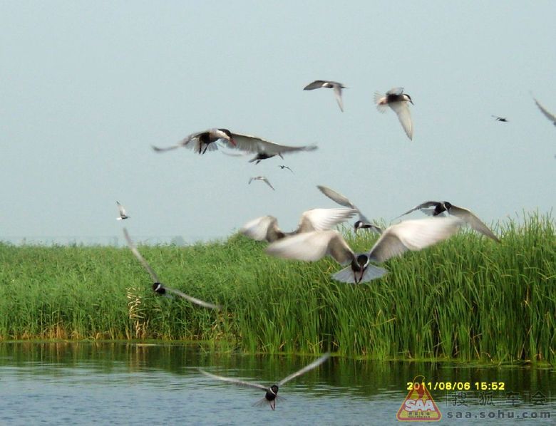 枪管弯弯,鸟儿欢欢---大庆龙凤湿地。(二)