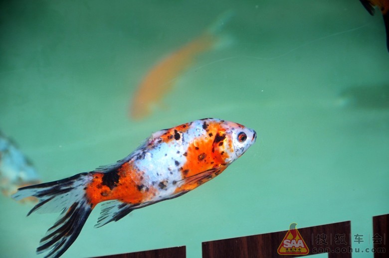 2013年11月02日打卡 鱼 花 美景_英伦汽车俱乐