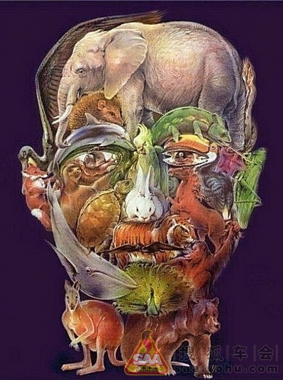 你能在这个图里看到多少种动物?_军部车友休