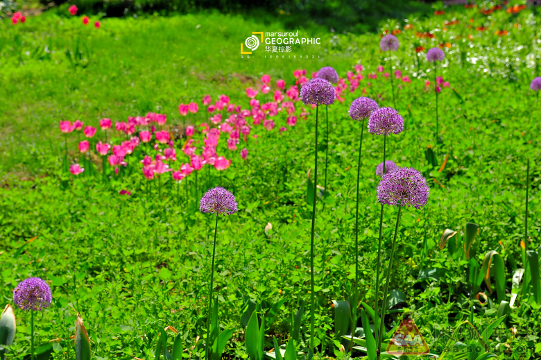 春末夏初风光无限植物园 - 北京自由人