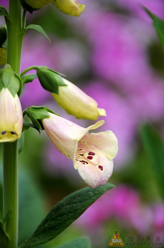 2013年11月02日打卡 鱼 花 美景_比亚迪车友会