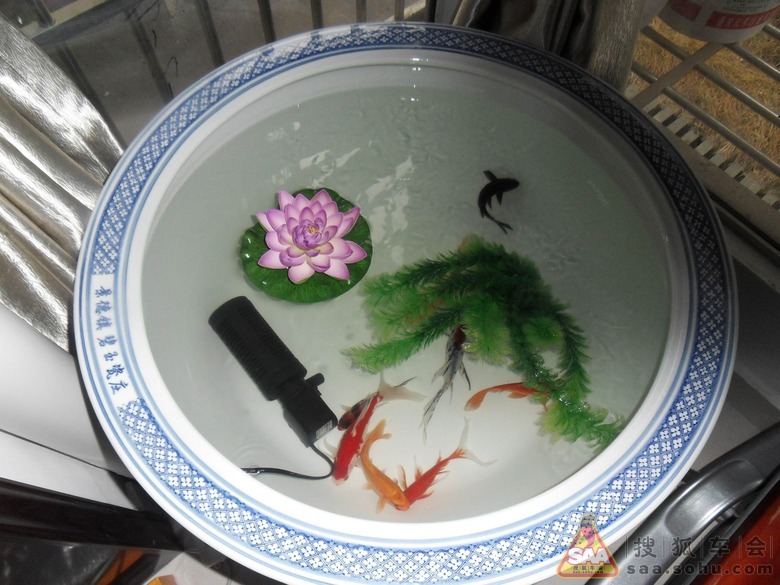 宝马Mini敞篷水上漂图片