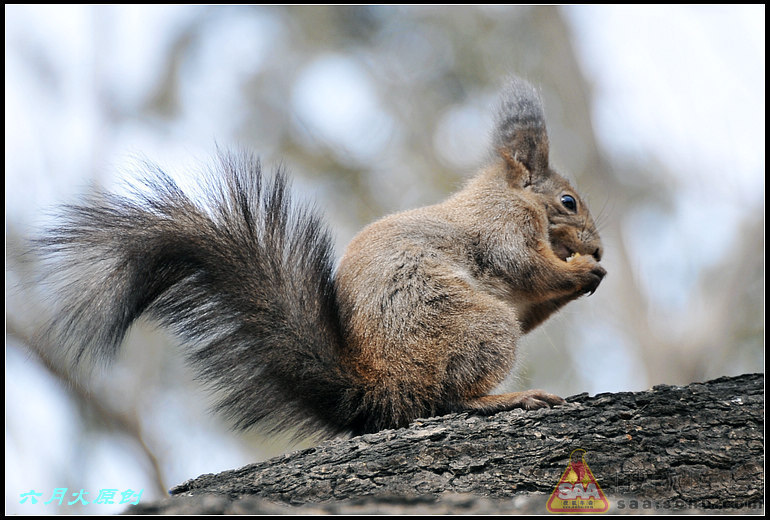 早春二月和梅花干上了,还搂草打兔子啦。