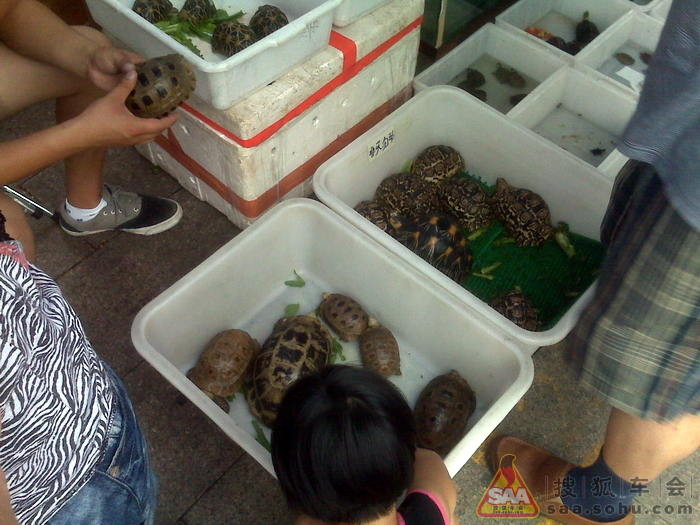 花鸟鱼虫大全--周日十里河天骄文化城游记! -