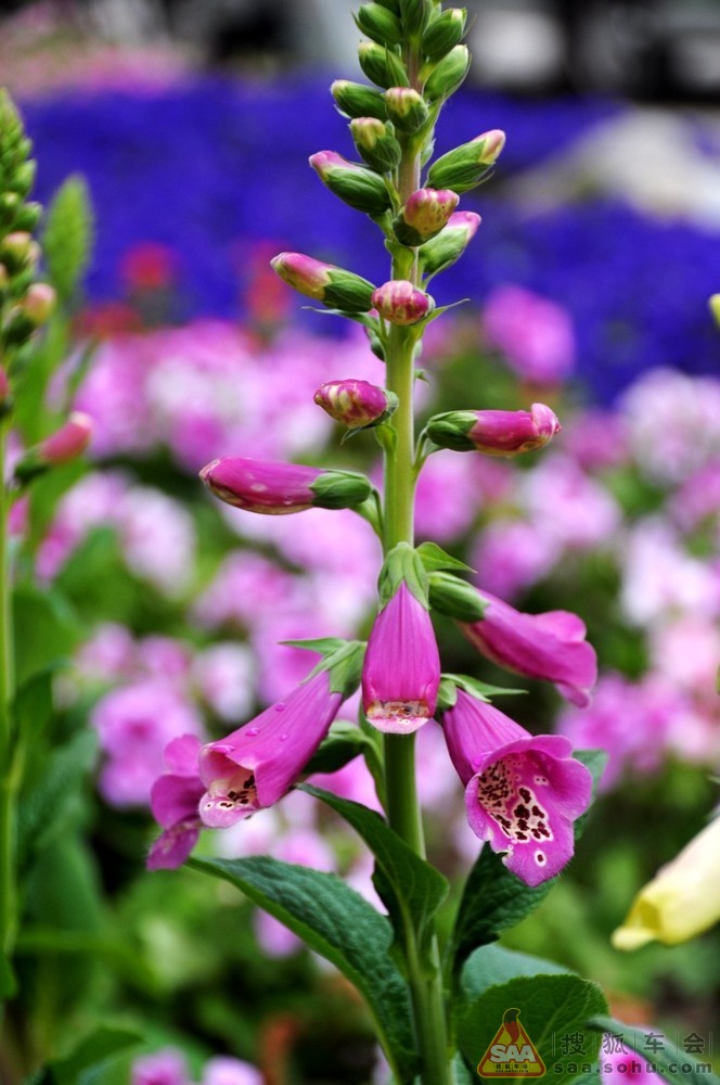 2013年11月02日打卡 鱼 花 美景_英伦汽车俱乐