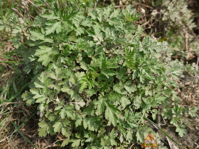 Img4135576_780.JPG
