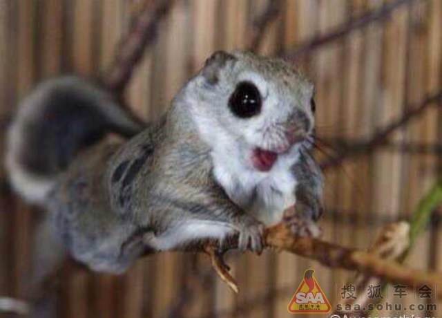 萌图(*^__^*) ~不畏严寒哒西伯利亚鼯鼠~_北京