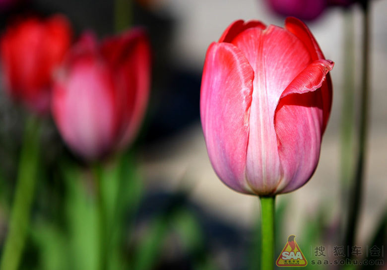 红河谷的四季歌-贺狐拍社