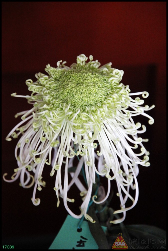 《寻找北京金秋的美景》北海公园菊花_福瑞迪