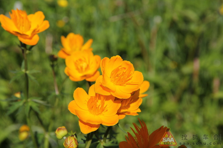 周末塞罕坝草原自驾游6--草原野花_狮跑公社