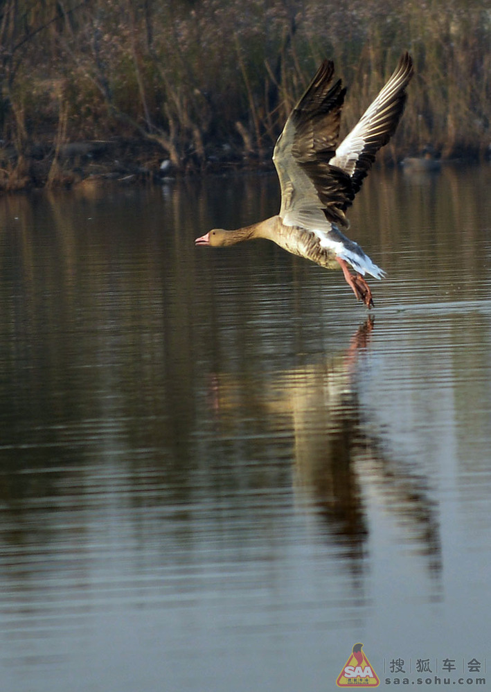 白日依山尽,黄河入海流;若要观此景,莱州湾一