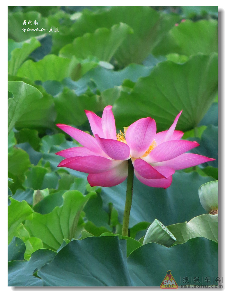 夏天到了,荷花开了 - 安阳车友会