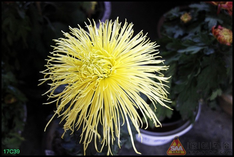 《寻找北京金秋的美景》北海公园菊花_福瑞迪