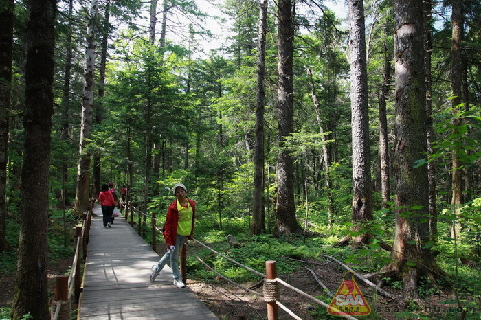 长白山天池游记实之五结束篇《告别在美人松下