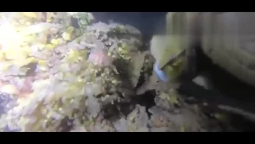 男子深夜赶海，一来就抓到两只中华大龙虾，看来今天是要发财的节奏#赶海#