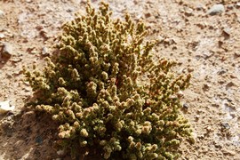 2013款福特新福克斯2.0L嘉峪关绿色能源之旅试驾