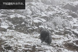 雪雾兼程
