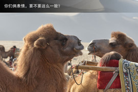 胡杨林/月牙泉/雅丹地质公园　景逸X5西部行